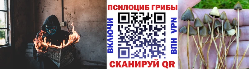Галлюциногенные грибы мицелий Билибино